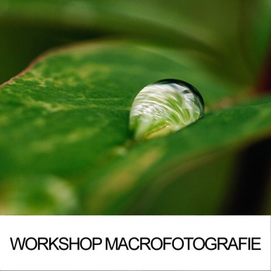 macrofotografie workshop