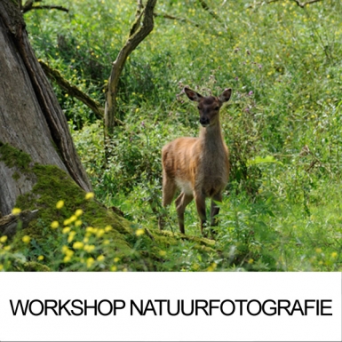 Natuurfotografie workshop